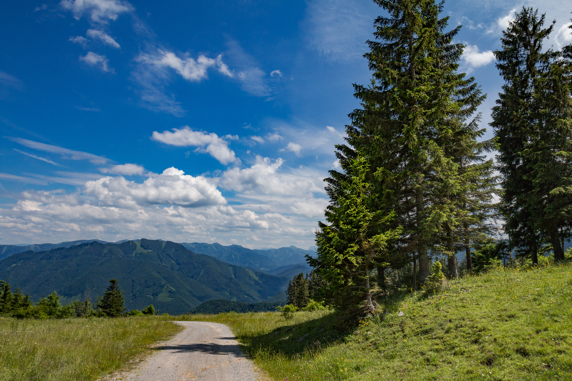 trees and sky